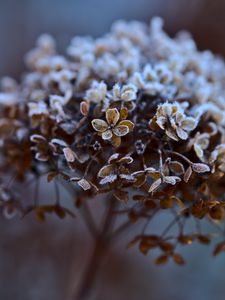 Preview wallpaper hydrangea, flowers, dry, frost, macro