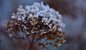 Preview wallpaper hydrangea, flowers, dry, frost, macro