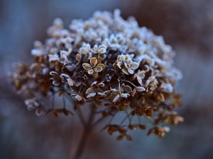 Preview wallpaper hydrangea, flowers, dry, frost, macro