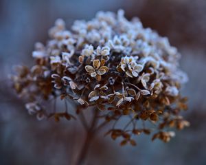 Preview wallpaper hydrangea, flowers, dry, frost, macro
