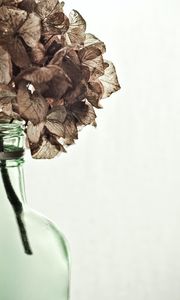 Preview wallpaper hydrangea, flowers, dry, vase, aesthetics