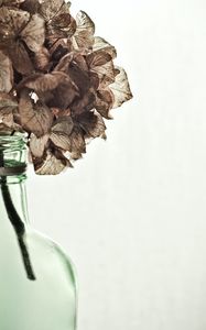 Preview wallpaper hydrangea, flowers, dry, vase, aesthetics