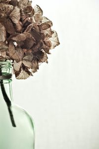 Preview wallpaper hydrangea, flowers, dry, vase, aesthetics