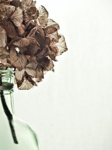 Preview wallpaper hydrangea, flowers, dry, vase, aesthetics