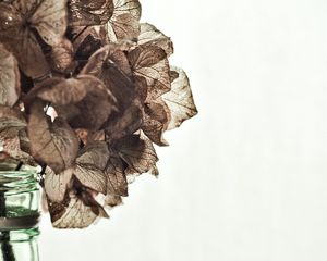 Preview wallpaper hydrangea, flowers, dry, vase, aesthetics