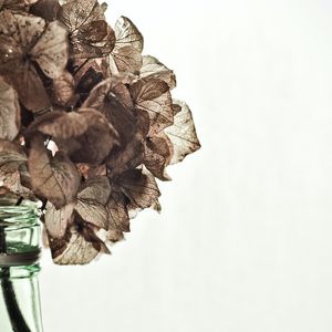 Preview wallpaper hydrangea, flowers, dry, vase, aesthetics