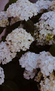 Preview wallpaper hydrangea, flowers, flowering, bushes