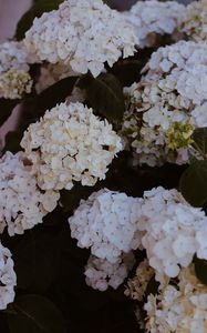Preview wallpaper hydrangea, flowers, flowering, bushes
