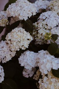 Preview wallpaper hydrangea, flowers, flowering, bushes