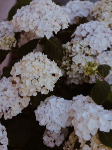 Preview wallpaper hydrangea, flowers, flowering, bushes