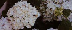 Preview wallpaper hydrangea, flowers, flowering, bushes