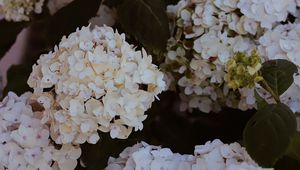 Preview wallpaper hydrangea, flowers, flowering, bushes