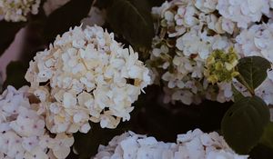 Preview wallpaper hydrangea, flowers, flowering, bushes