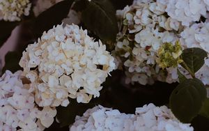 Preview wallpaper hydrangea, flowers, flowering, bushes