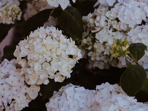 Preview wallpaper hydrangea, flowers, flowering, bushes