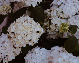 Preview wallpaper hydrangea, flowers, flowering, bushes