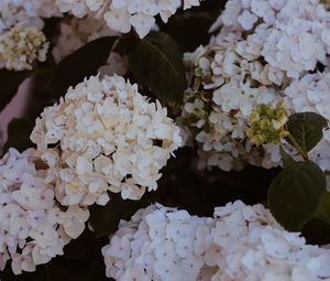 Preview wallpaper hydrangea, flowers, flowering, bushes