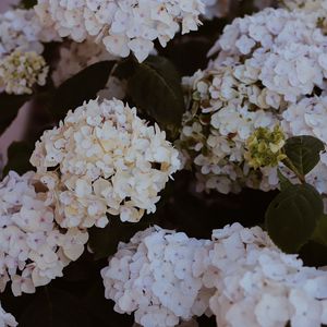 Preview wallpaper hydrangea, flowers, flowering, bushes