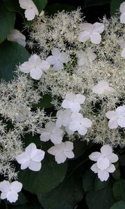 Preview wallpaper hydrangea, flowers, flowering, stalk