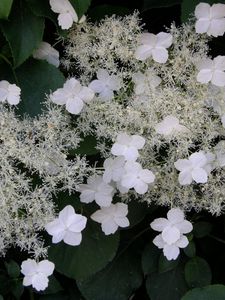 Preview wallpaper hydrangea, flowers, flowering, stalk