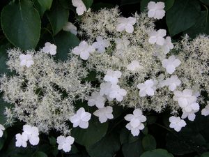 Preview wallpaper hydrangea, flowers, flowering, stalk