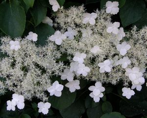 Preview wallpaper hydrangea, flowers, flowering, stalk