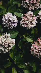 Preview wallpaper hydrangea, flowers, flowering leaves, bushes