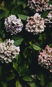 Preview wallpaper hydrangea, flowers, flowering leaves, bushes