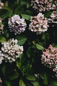 Preview wallpaper hydrangea, flowers, flowering leaves, bushes