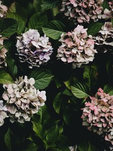 Preview wallpaper hydrangea, flowers, flowering leaves, bushes