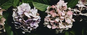 Preview wallpaper hydrangea, flowers, flowering leaves, bushes