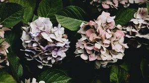 Preview wallpaper hydrangea, flowers, flowering leaves, bushes