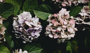 Preview wallpaper hydrangea, flowers, flowering leaves, bushes