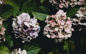 Preview wallpaper hydrangea, flowers, flowering leaves, bushes