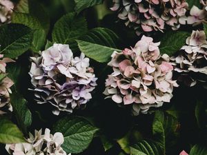 Preview wallpaper hydrangea, flowers, flowering leaves, bushes