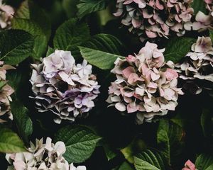 Preview wallpaper hydrangea, flowers, flowering leaves, bushes