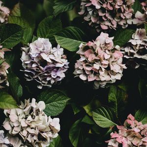 Preview wallpaper hydrangea, flowers, flowering leaves, bushes