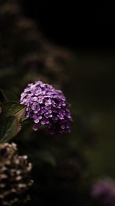 Preview wallpaper hydrangea, flowers, flowering leaves, purple