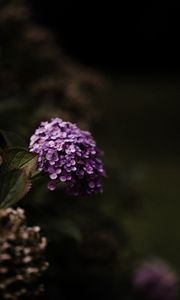 Preview wallpaper hydrangea, flowers, flowering leaves, purple