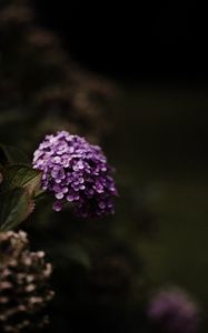 Preview wallpaper hydrangea, flowers, flowering leaves, purple