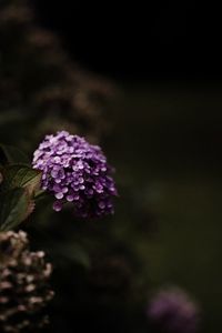 Preview wallpaper hydrangea, flowers, flowering leaves, purple