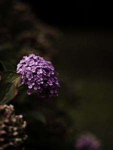 Preview wallpaper hydrangea, flowers, flowering leaves, purple