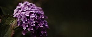 Preview wallpaper hydrangea, flowers, flowering leaves, purple