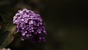 Preview wallpaper hydrangea, flowers, flowering leaves, purple