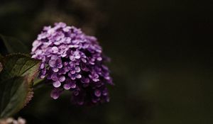 Preview wallpaper hydrangea, flowers, flowering leaves, purple