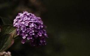 Preview wallpaper hydrangea, flowers, flowering leaves, purple