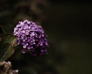 Preview wallpaper hydrangea, flowers, flowering leaves, purple