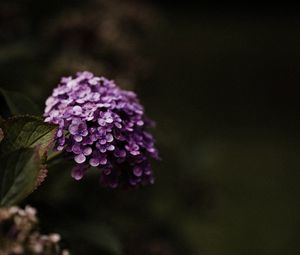 Preview wallpaper hydrangea, flowers, flowering leaves, purple