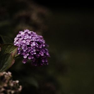 Preview wallpaper hydrangea, flowers, flowering leaves, purple