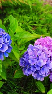 Preview wallpaper hydrangea, flowers, herbs, needles, close-up